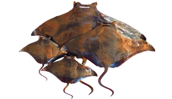 FFT_Ohana_Metal_1367_789 Four Metal Manta Ray Art Pieces by Metal