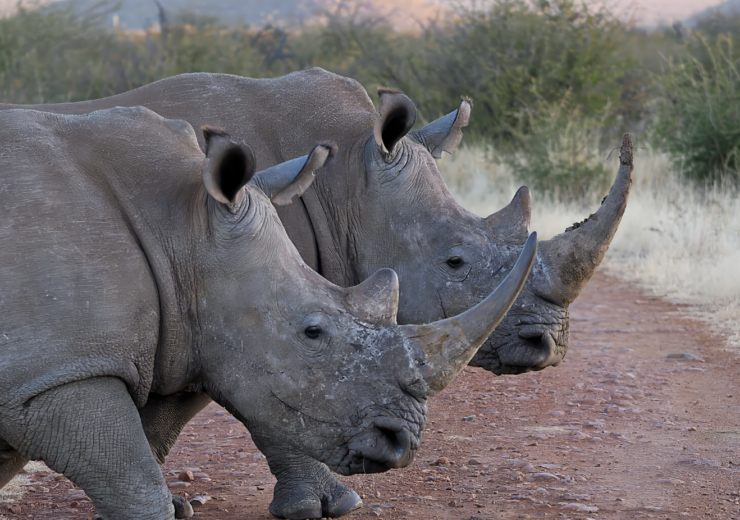 Two South African Rhinos