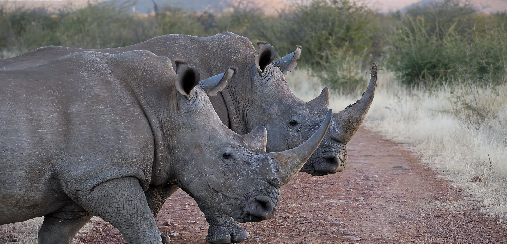 Two South African Rhinos