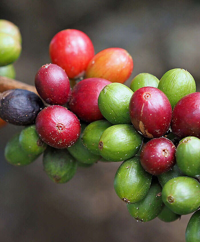 Branch with Green and Red Coffee Berries